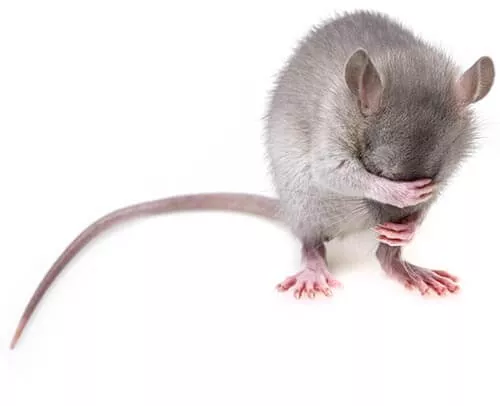 A small gray mouse sits on a white background, covering its face with one paw, as if shy or embarrassed. Its long tail extends behind it.